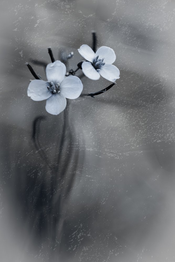 Sarte grå blomster af Cicek Kiral