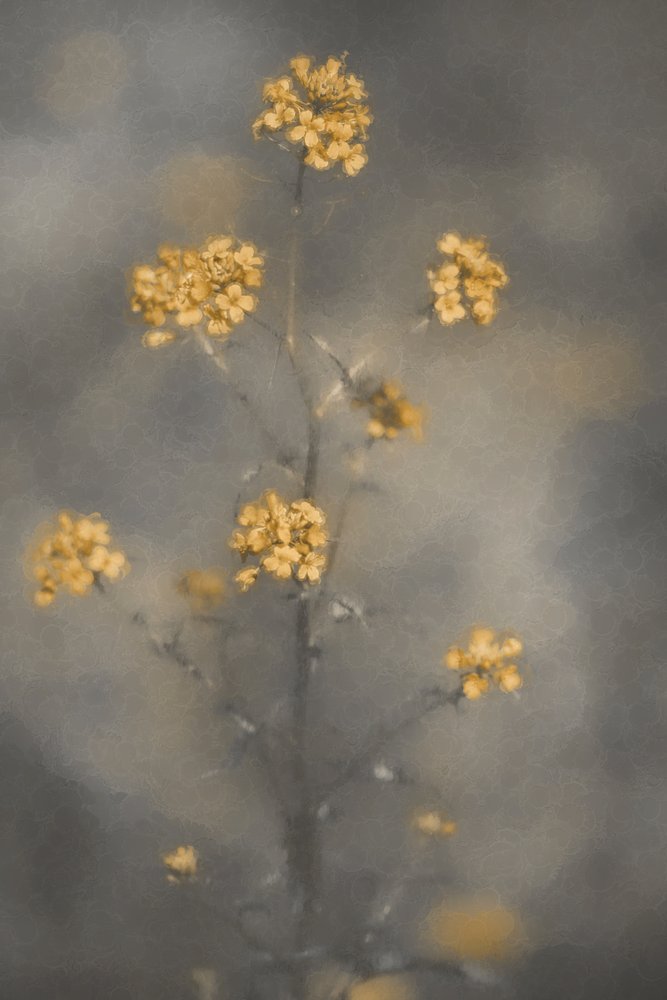 Drømmende gule blomster af Cicek Kiral