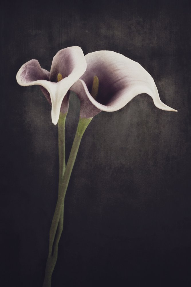 Stemningsfulde calla-liljer af Cicek Kiral