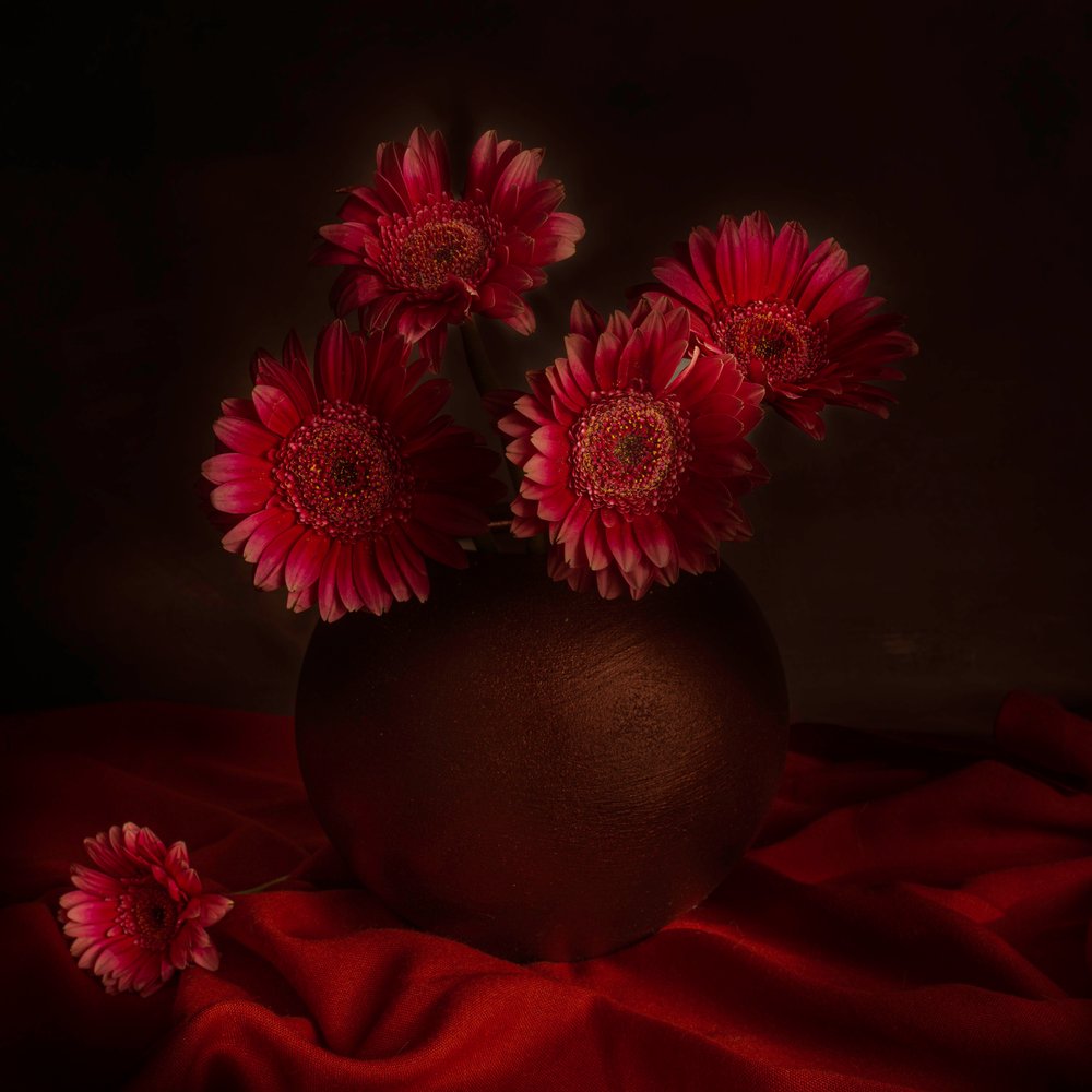 Stemningsfuldt gerbera-stilleben af Cicek Kiral