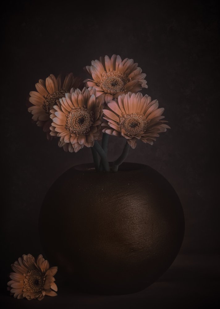 Gerberaer i farven »Moody Peach« af Cicek Kiral