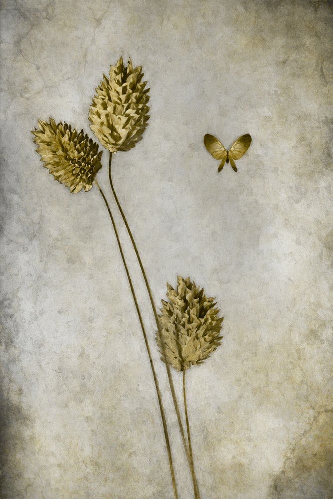 Botanisk vintage-sommerfugl af Cicek Kiral