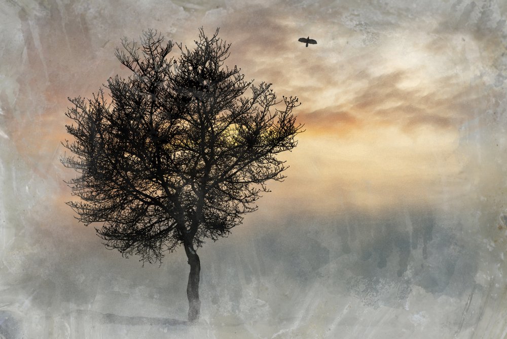 Det dramatiske Lone Tree af Codruta Georgescu