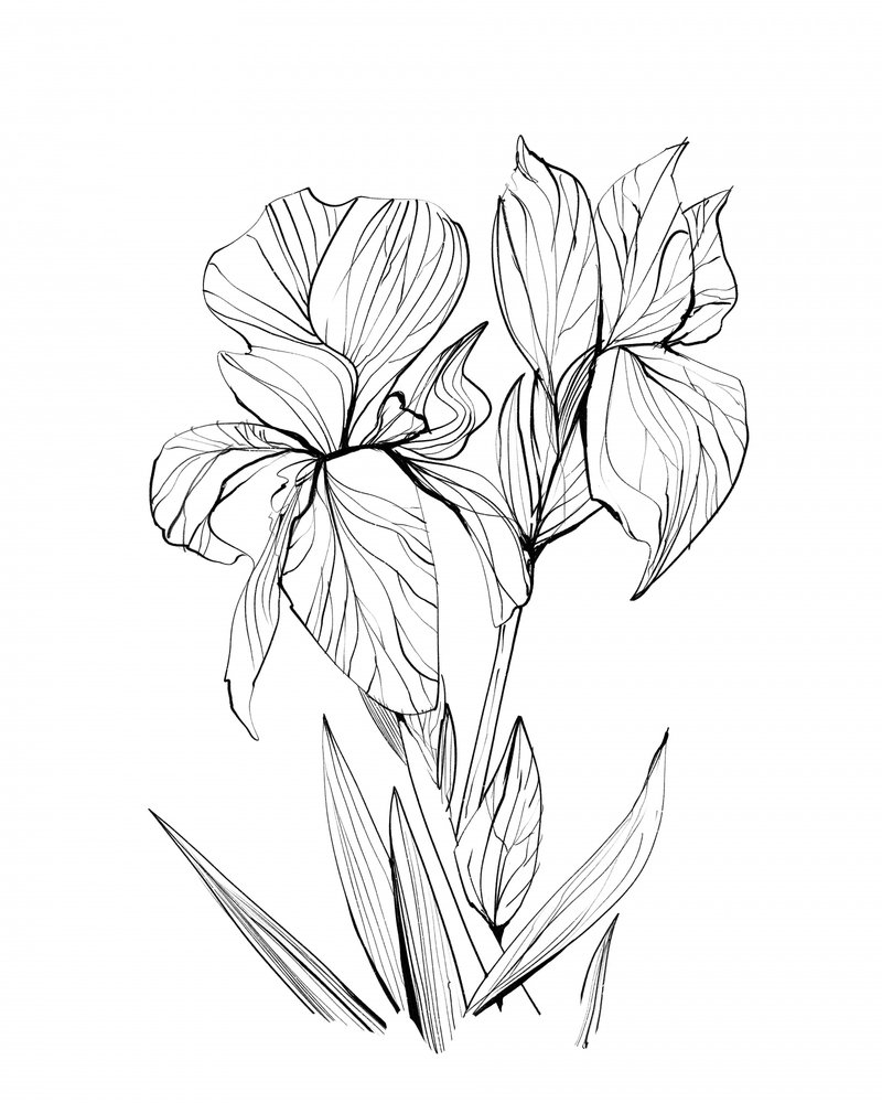  Iris af Dan Hobday