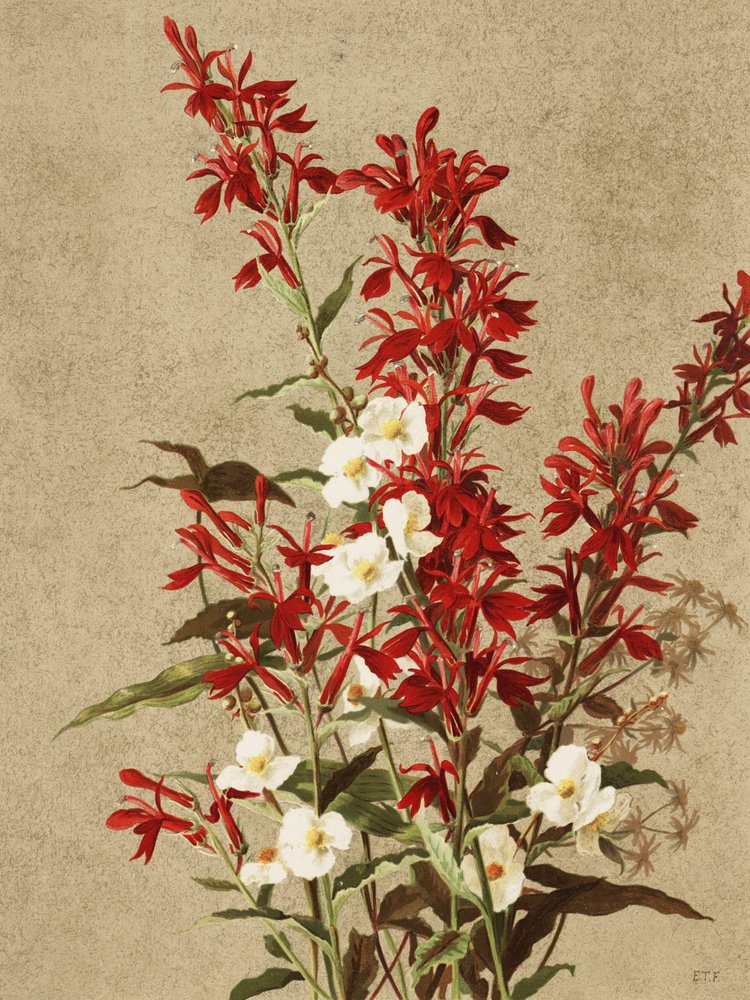 Kardinalblomster af Ellen Thayer Fisher