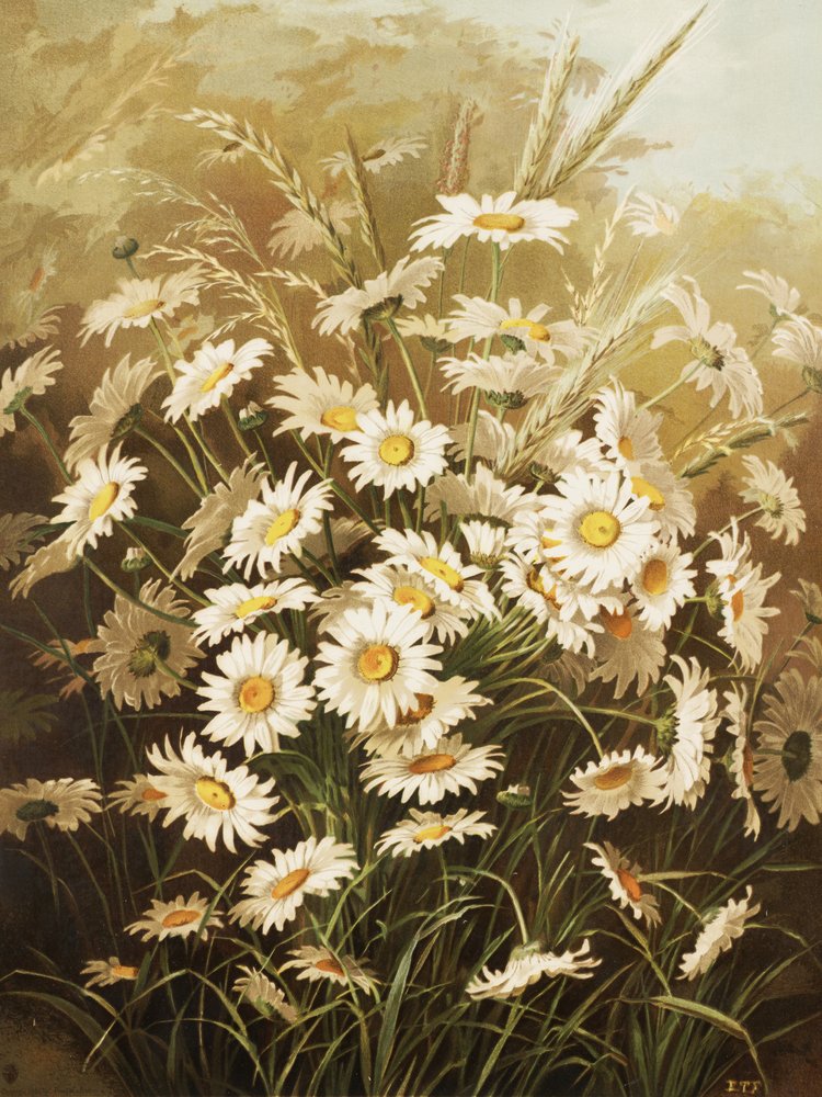 Tusindfryd af Ellen Thayer Fisher af Ellen Thayer Fisher
