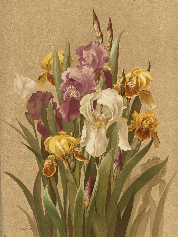 Fleur De Lis, nr. 3 af Ellen Thayer Fisher