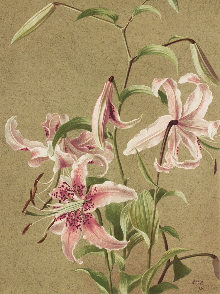 Japan Lily af Ellen Thayer Fisher af Ellen Thayer Fisher