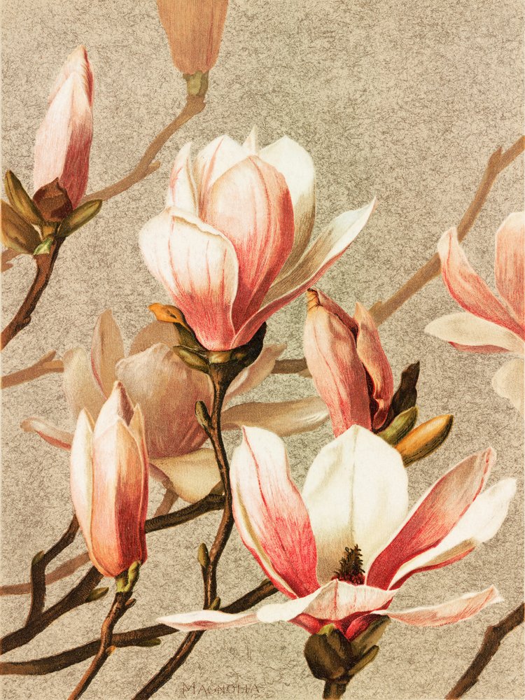Magnolia af Ellen Thayer Fisher