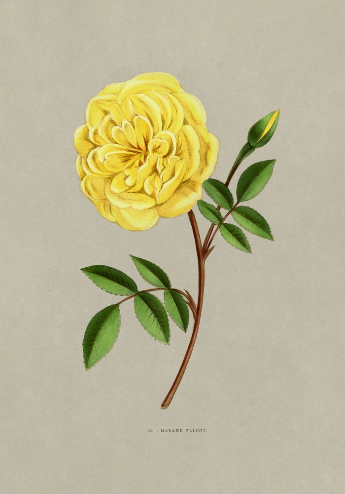 Rose Madame Falcot af F. Grobon