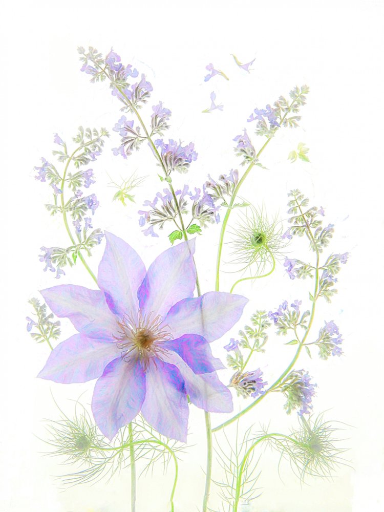 Delikate lavendelblomster af Fangping Zhou