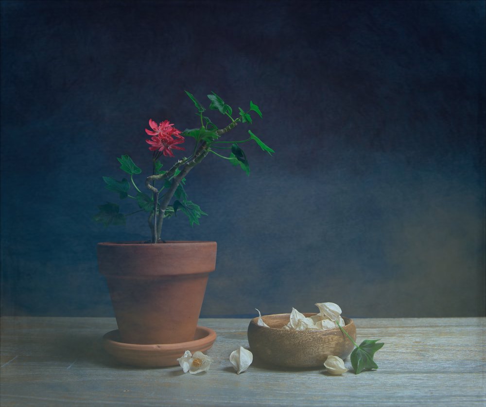 Moody-blomst i krukke af Fangping Zhou