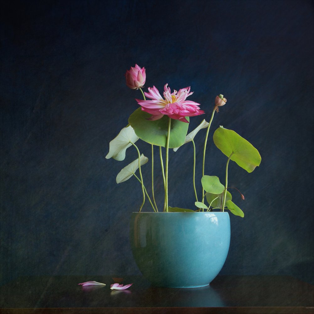 Pink Lotus Radiance af Fangping Zhou