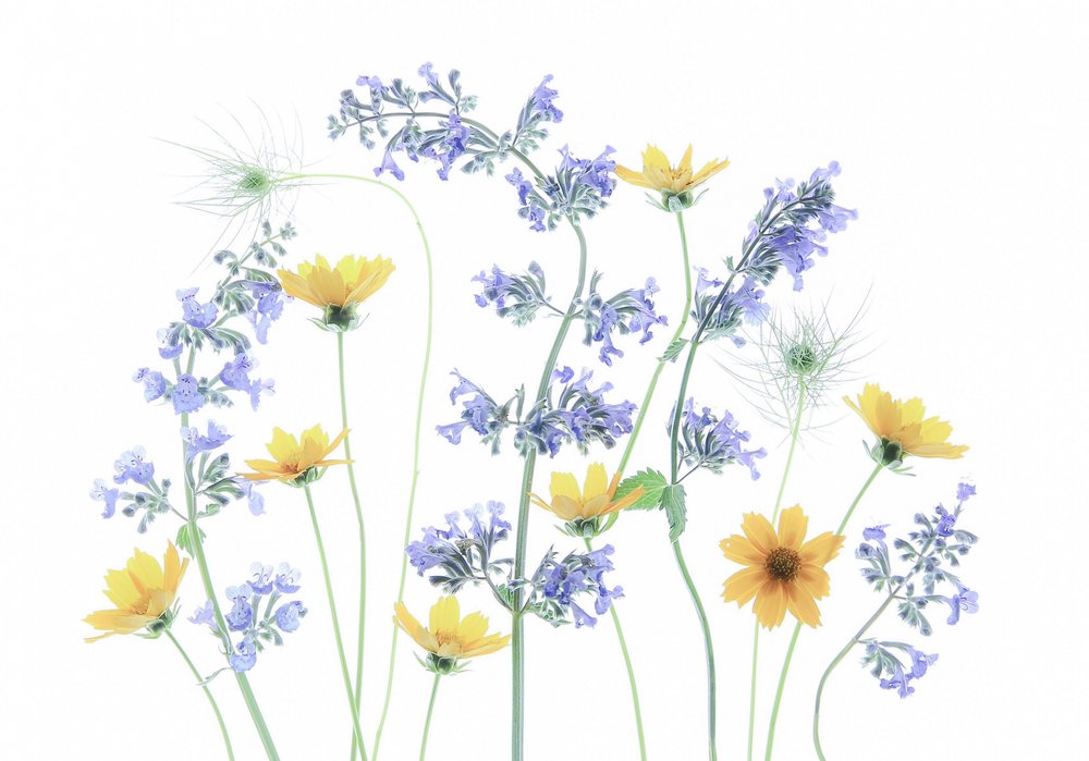 Blomster i den vilde eng af Fangping Zhou