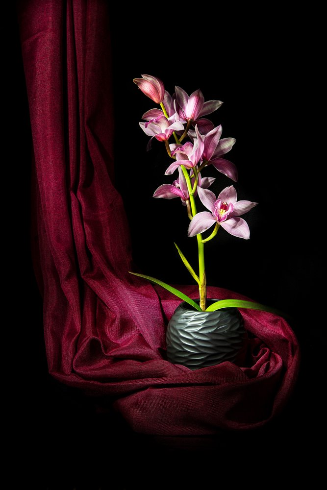 Elegant lyserød orkidé af Felice Angelino