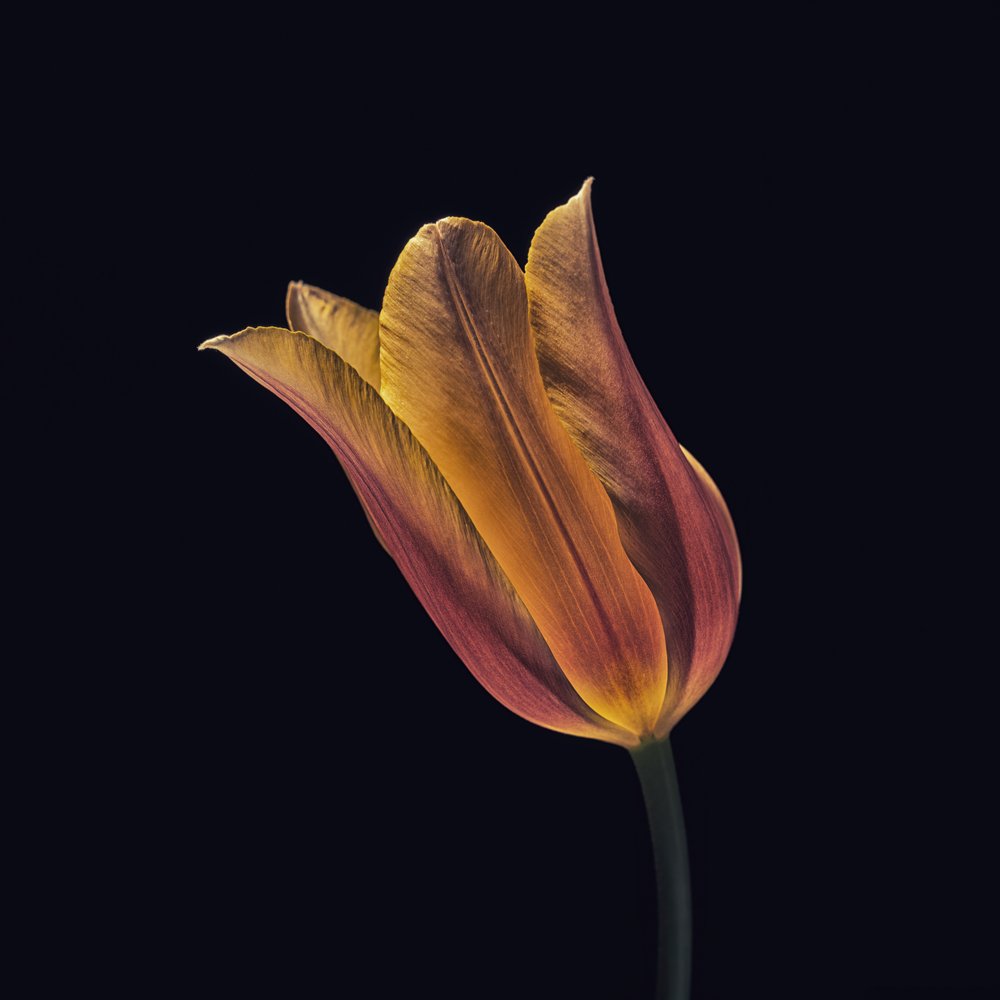 Lysende orange tulipan af Frank Ulrich Gandenberger