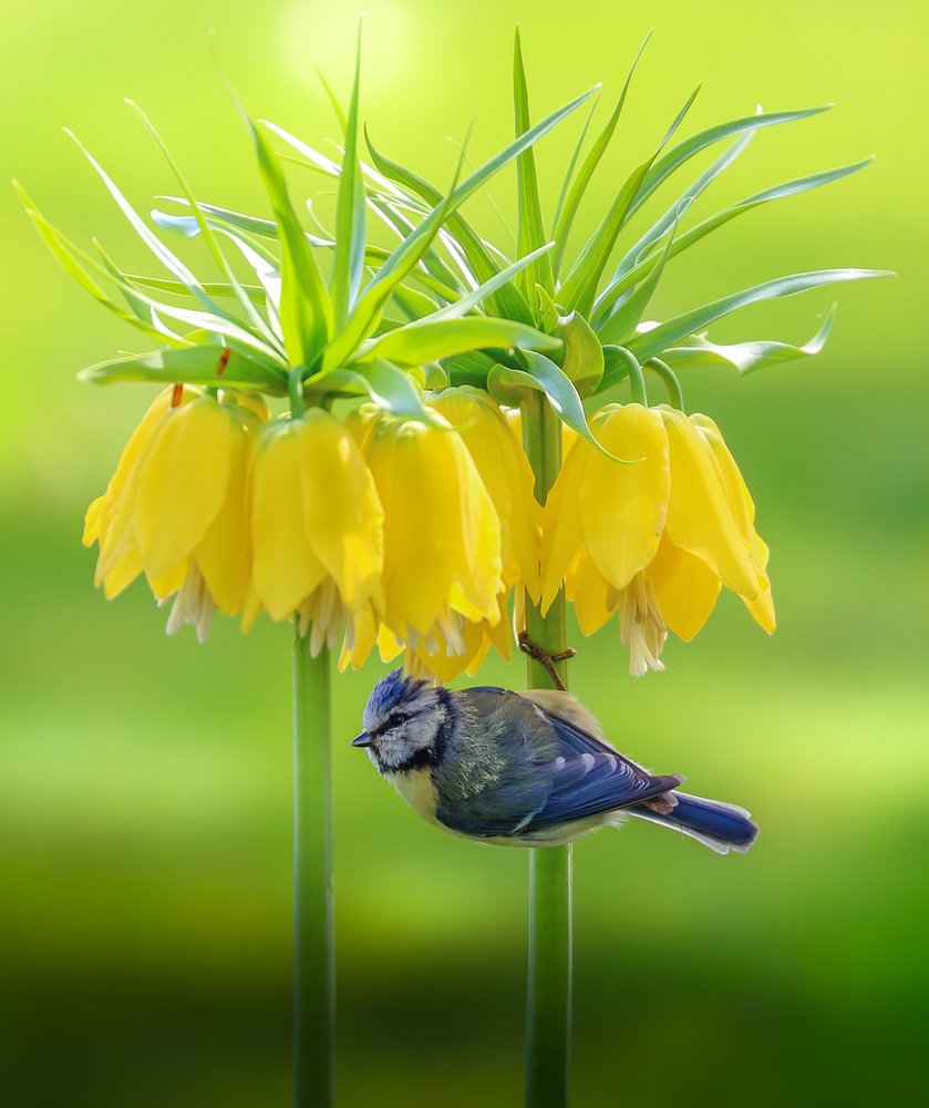 Blåmejse og gule blomster af Franziskus Pfleghart