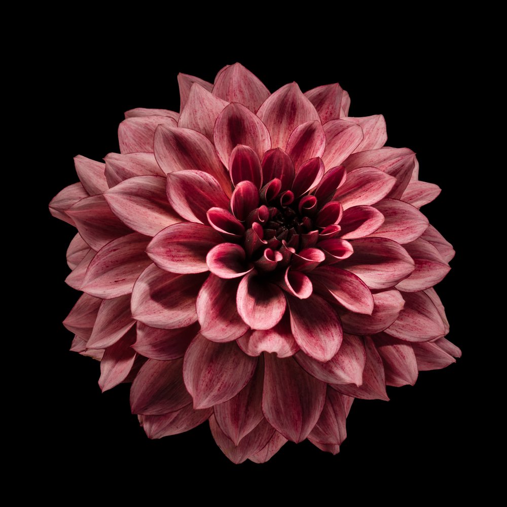Dahlia i dyb burgunderfarve af Fred Louwen