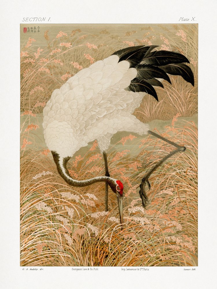 Sarus-trane i en rismark af G.a. Audsley