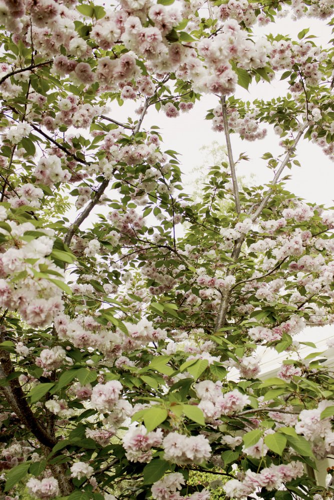 Kirsebærblomster om foråret af Gemma Bardot