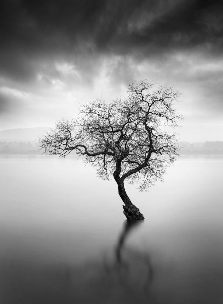 Refleksion ved det ensomme træ af George Digalakis