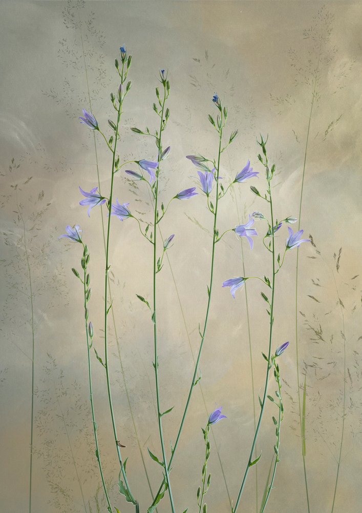 Delikate klokkeblomster af Greetje van Son