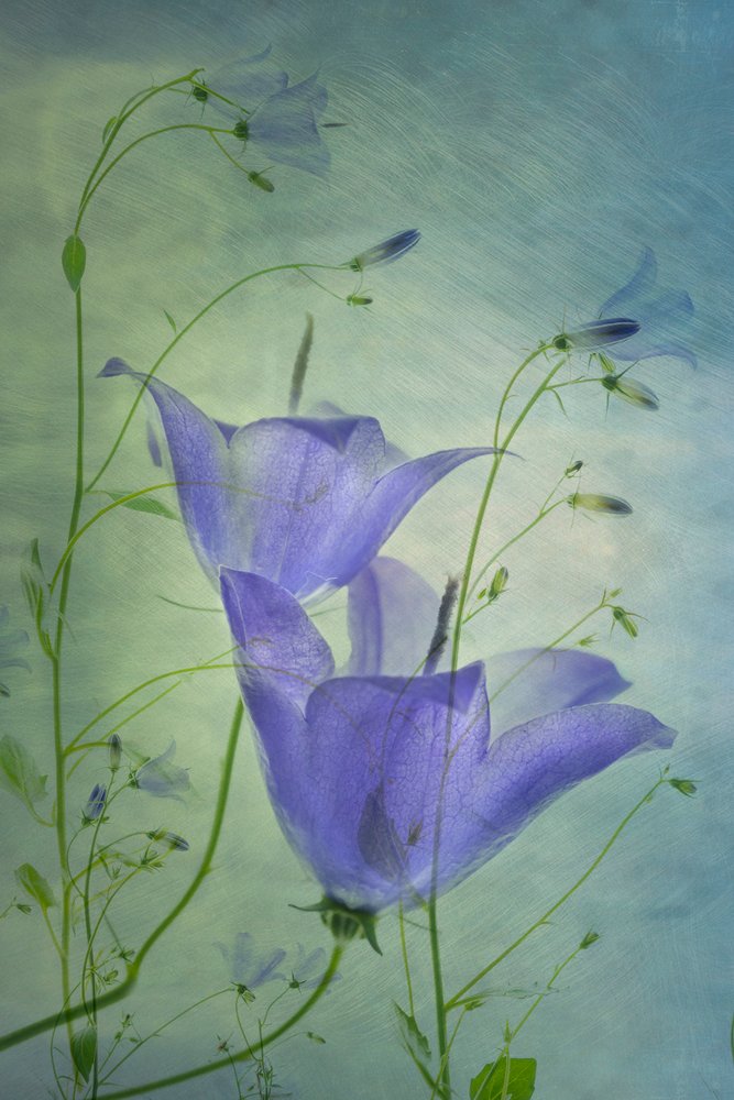 Æteriske blå klokkeblomster af Greetje van Son
