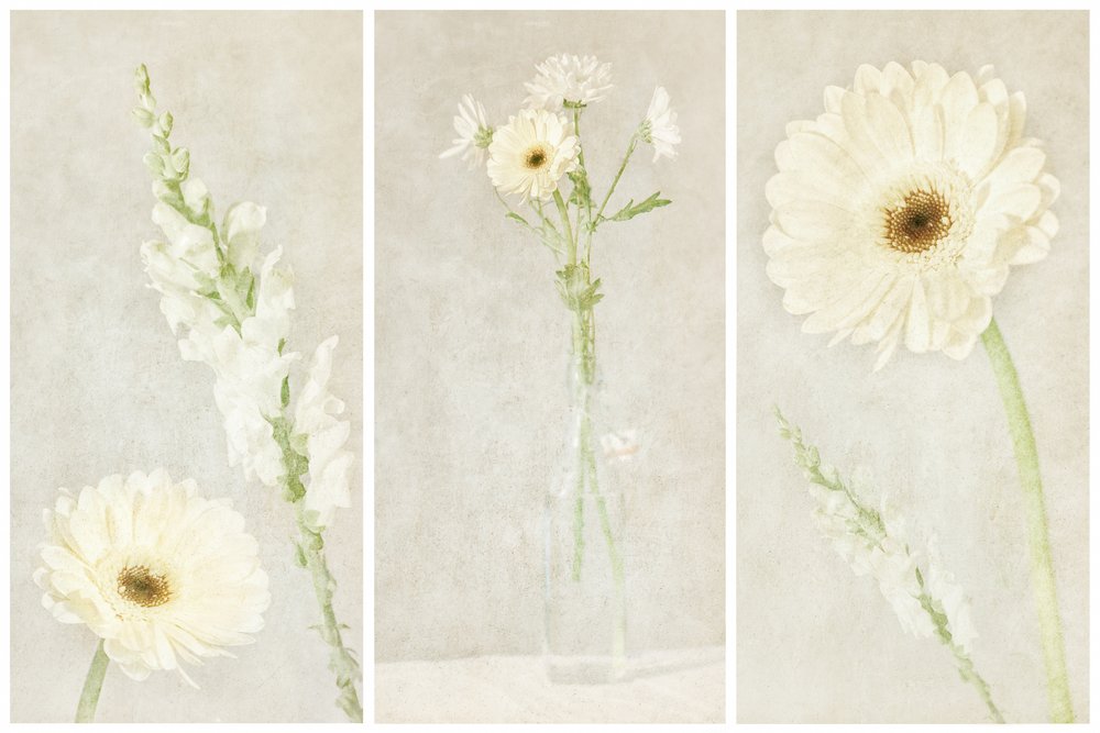 Bløde, hvide blomster af Gustav Davidsson