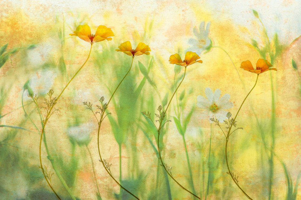 Drømmende sommerblomster af Hilda van der Lee