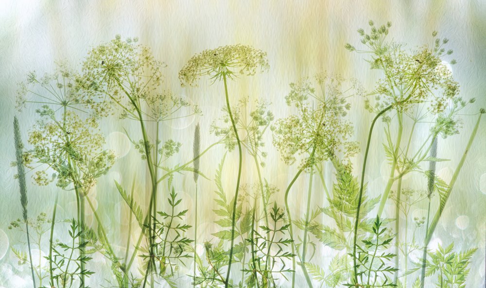 Bløde grønne vilde blomster af Hilda van der Lee
