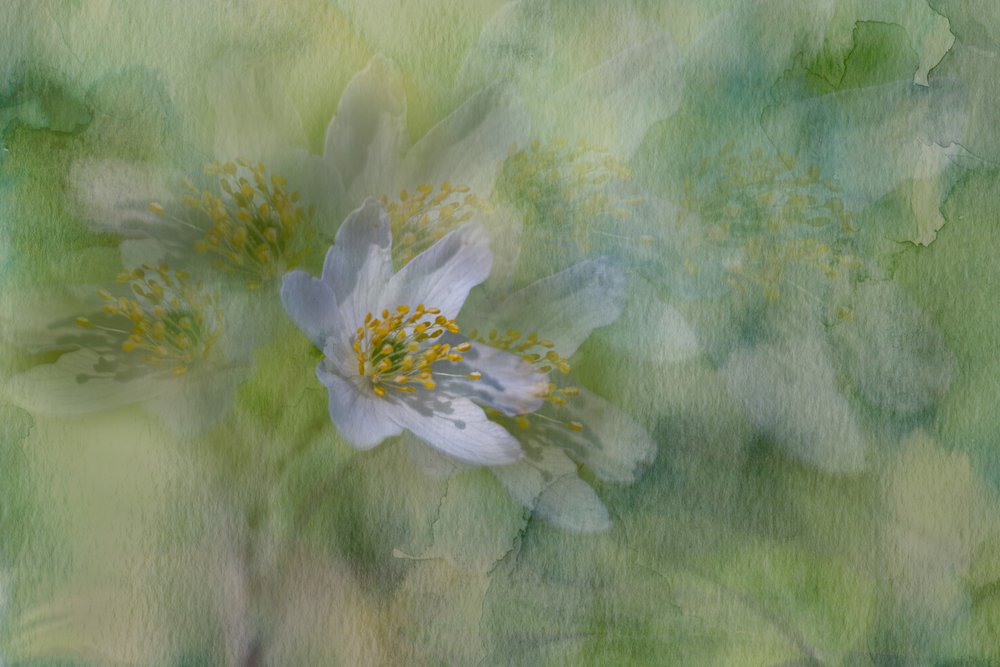 Drømmende jasminblomster af Igor Kopcev