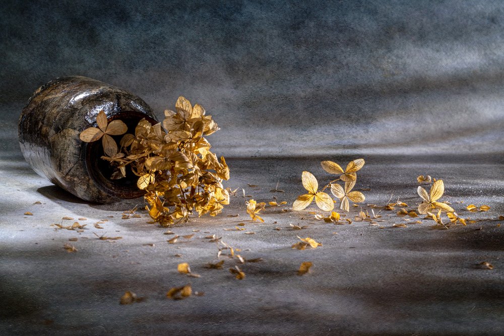 Stilleben med tørret hortensia af Igor Kopcev