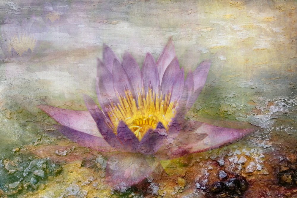 Æterisk purpurfarvet lotus af Igor Kopcev