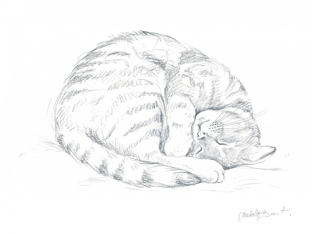 Tegning af en sovende kat af Isabelle Brent