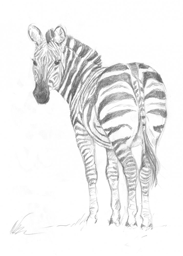 Zebra af Isabelle Brent