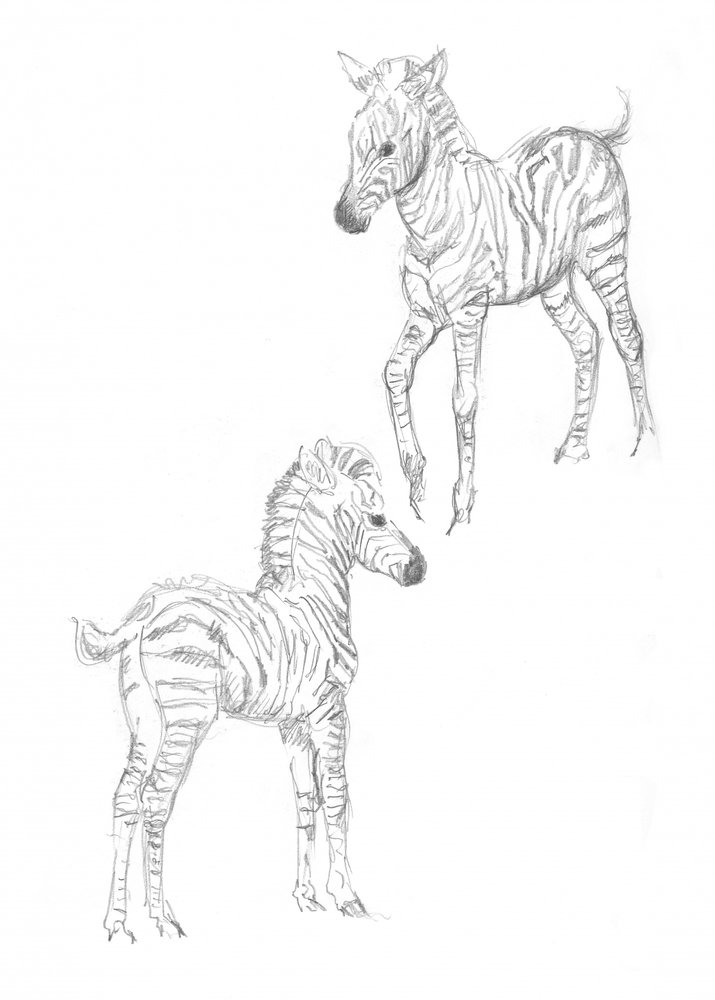 Zebraføl af Isabelle Brent