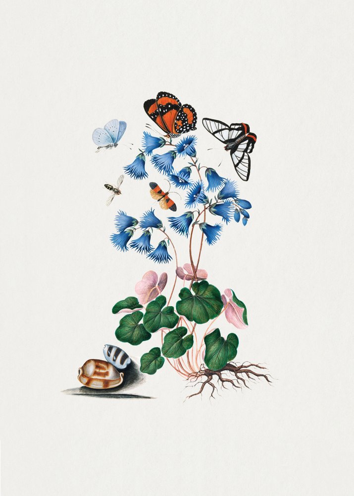 Dværgprimula af James Bolton