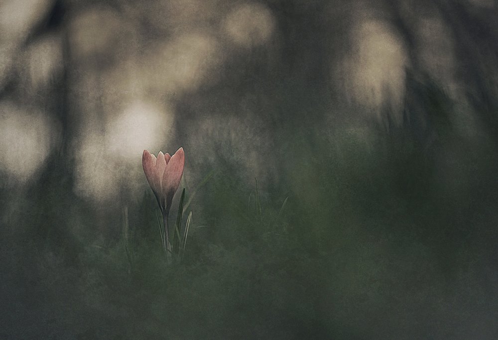 Drømmende lyserød blomst af Jan van der Linden