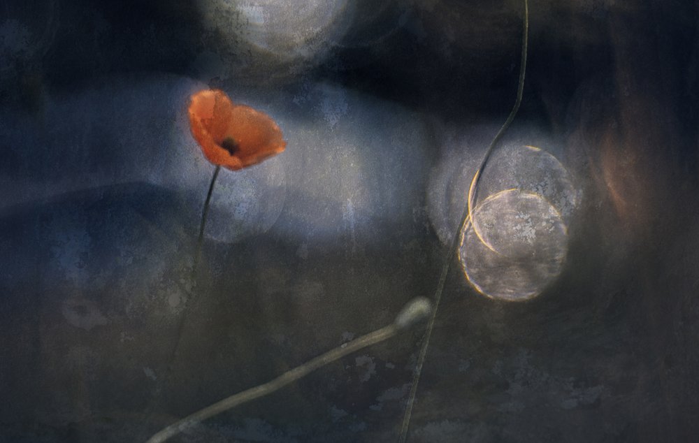 Æterisk valmueblomst af Jan van der Linden