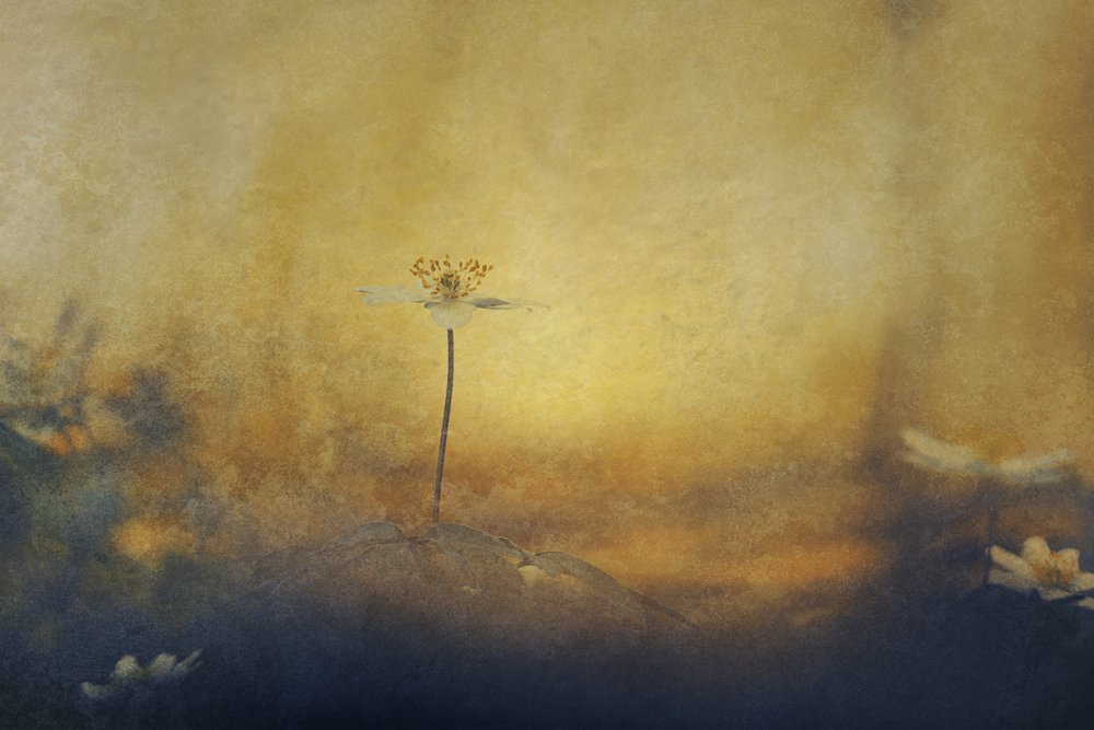 Gylden drømmeblomst af Jan van der Linden