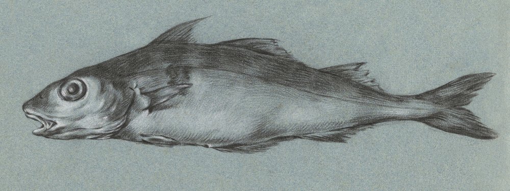 Fish Green (1775–1833) af Jean Bernard
