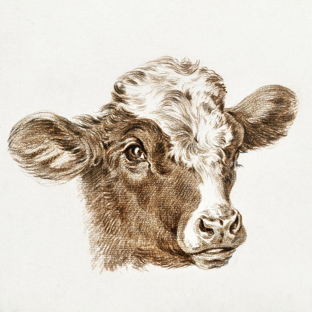 Kohoved af Jean Bernard