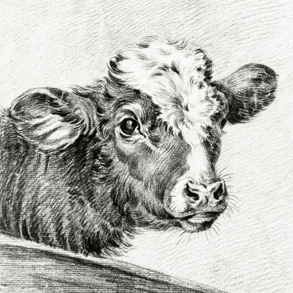 Kohoved af Jean Bernard