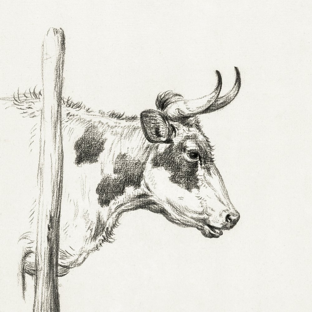 Kohoved, set fra højre (1820) af Jean Bernard