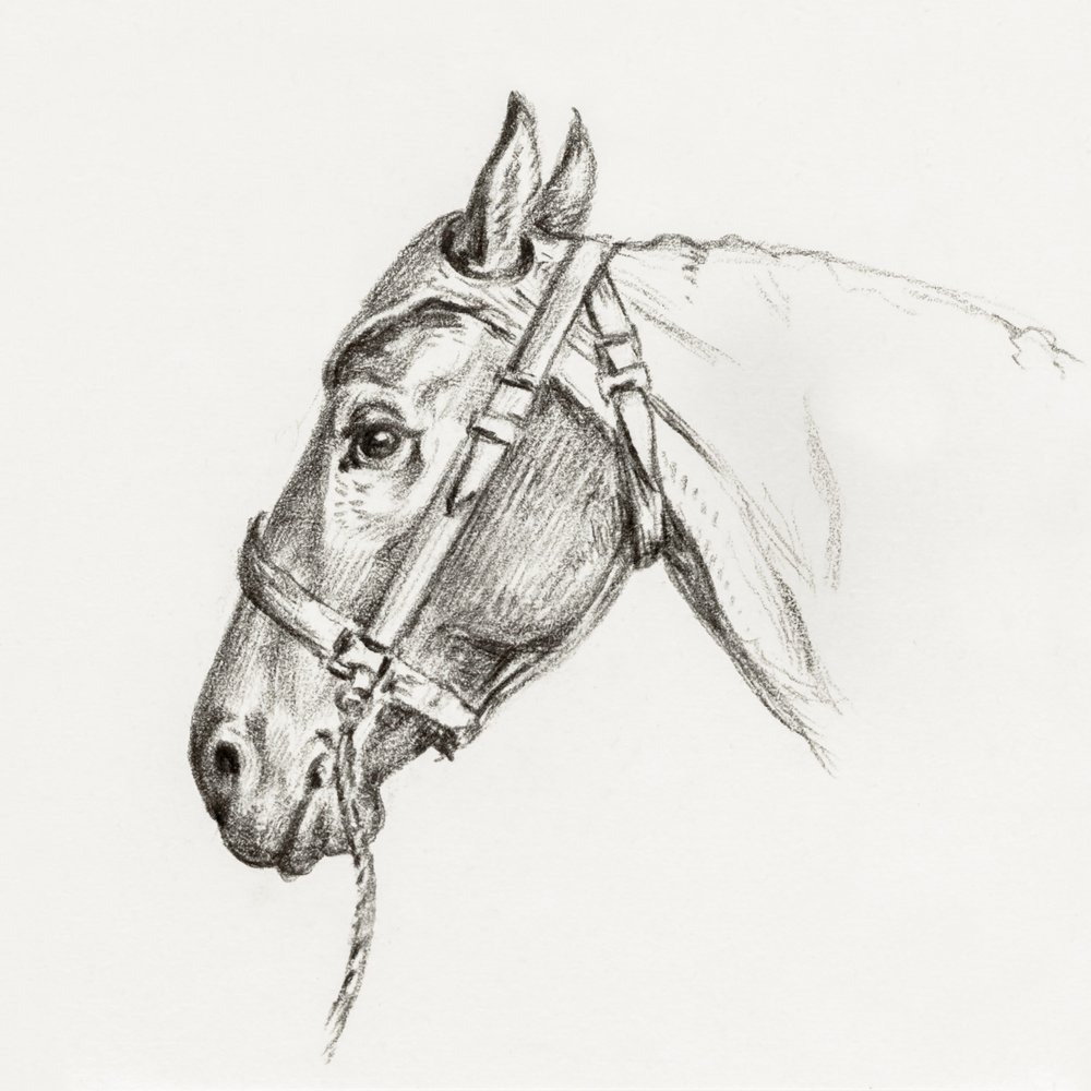 Hestehoved (1818) af Jean Bernard