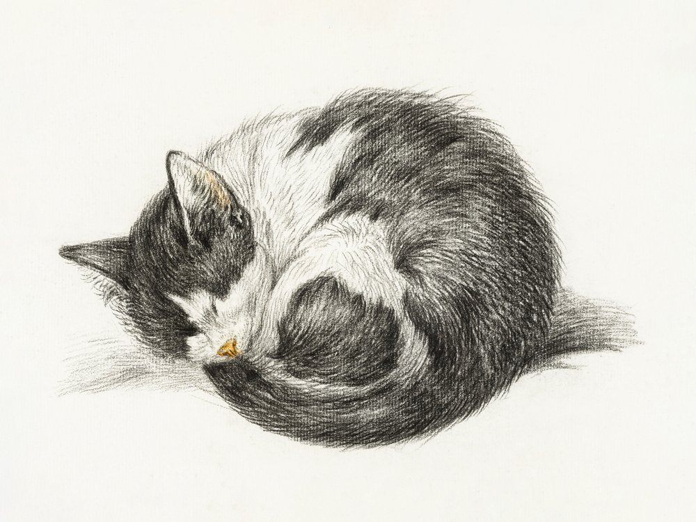 Sammenrullet, liggende, sovende kat (1825) af Jean Bernard
