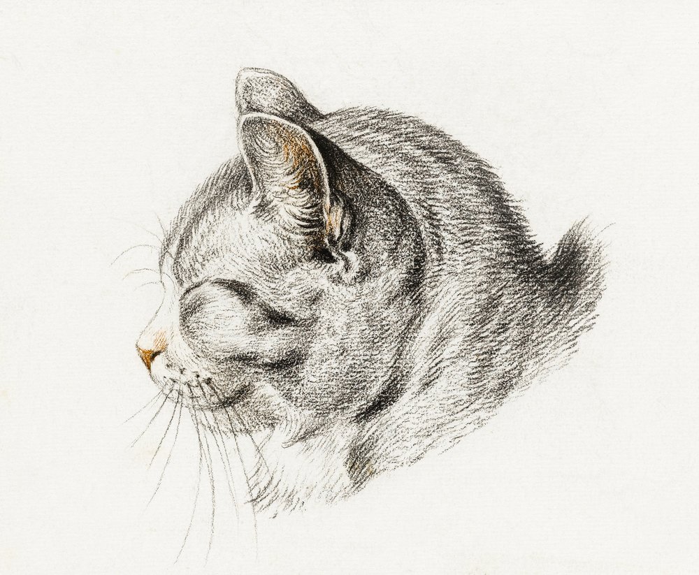 Skitse af en kat (1813) af Jean Bernard