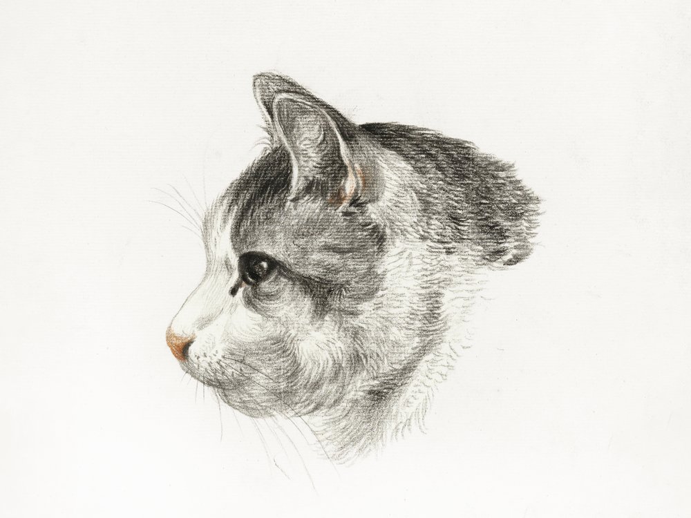 Tegning af en kat (1819) af Jean Bernard (1775–1883) af Jean Bernard