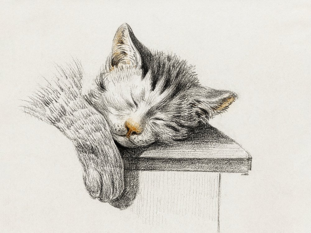 Tegning af en sovende kat af Jean Bernard