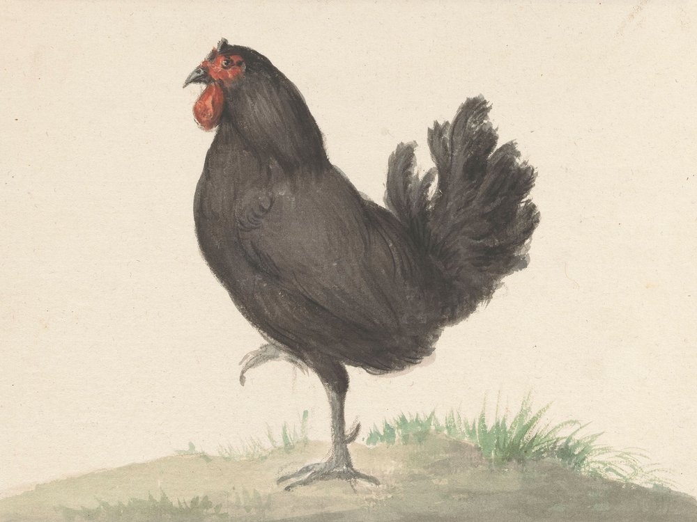 Den stående sorte høne (1775–1833) af Jean Bernard